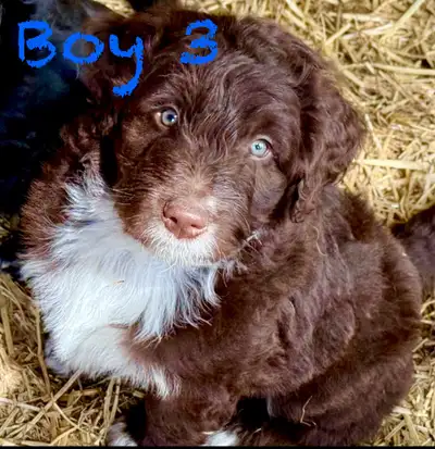 The Doodle Hideaway One left ready to go on June 5th We breed the best Bordoodles Parents are on sit...