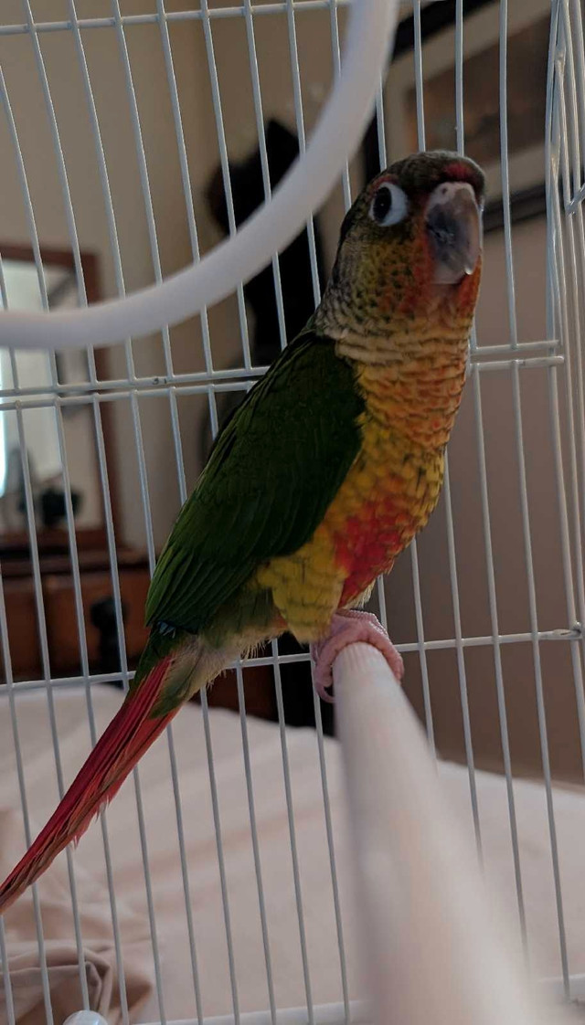 Pretty Baby Conures in Birds for Rehoming in Kitchener / Waterloo