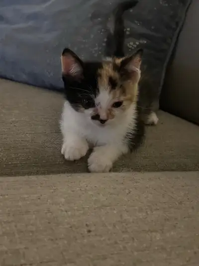  Calico  kitty for sale, View more