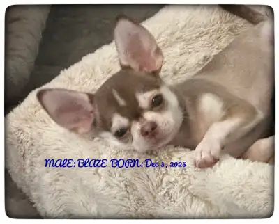 Lavender tri & chocolate tri Fancy high quality Chihuahua puppie, View more
