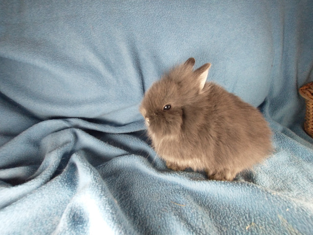 EXTRAORDINARY Lionhead dwarf bunny rabbits in Small Animals for Rehoming in Kingston - Image 4