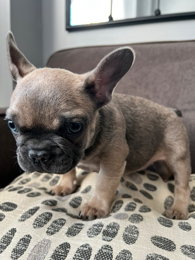 French Bulldog puppies | Dogs & Puppies for Rehoming | Markham / York ...