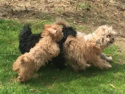 Maltipoo Puppies, View more