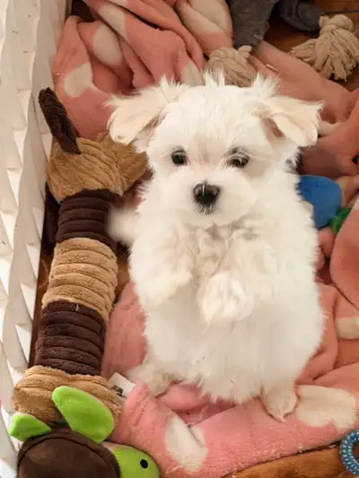 De magnifiques bébés Bichon maltais sont à la recherche d’une bonne famille. Il me reste à votre dis...