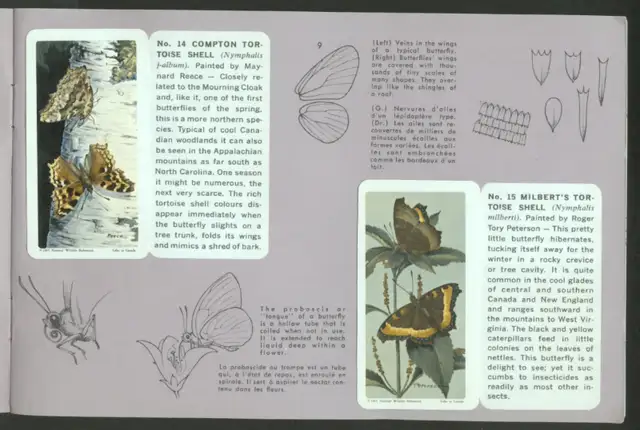 Brooke Bond Album Butterflies Of North America 1965 Red Rose Tea in Arts & Collectibles in Ottawa - Image 4