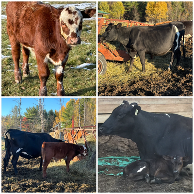 Homestead cow/calf package, View more