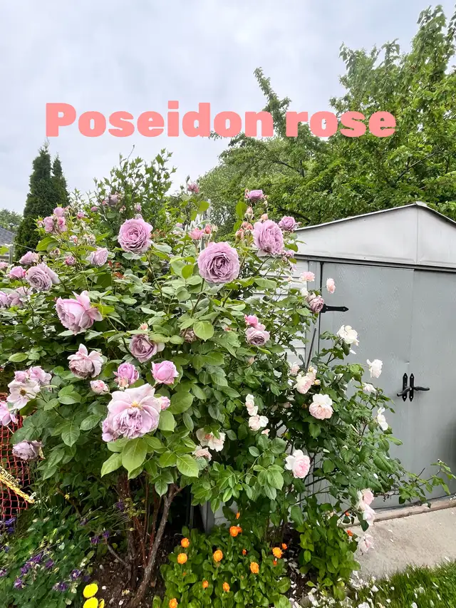 Poseidon Rose Plant in Plants, Fertilizer & Soil in Mississauga / Peel Region - Image 6