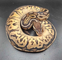 BOGO! buy a visual Pied take a het for Free!