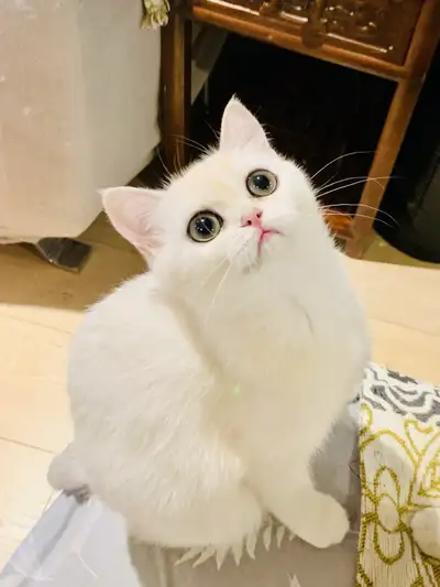 The CUTEST TICA-Registered Kitty  for Rehoming, View more