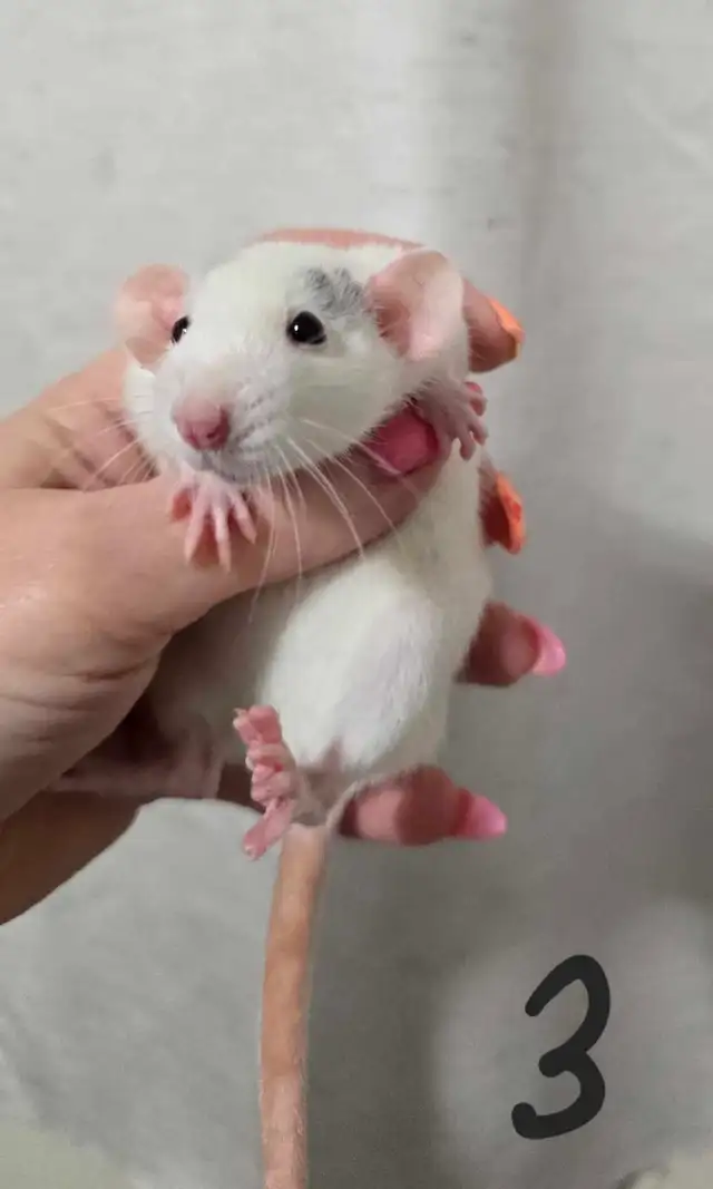 rat girls in Small Animals for Rehoming in Saskatoon - Image 6