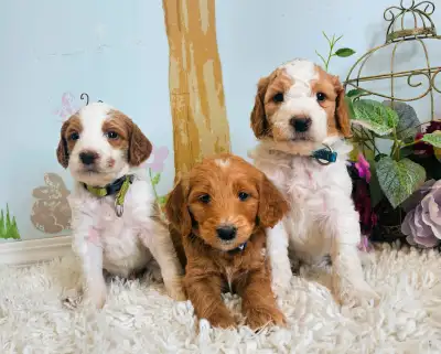 Gorgeous Goldendoodle Puppies!, View more