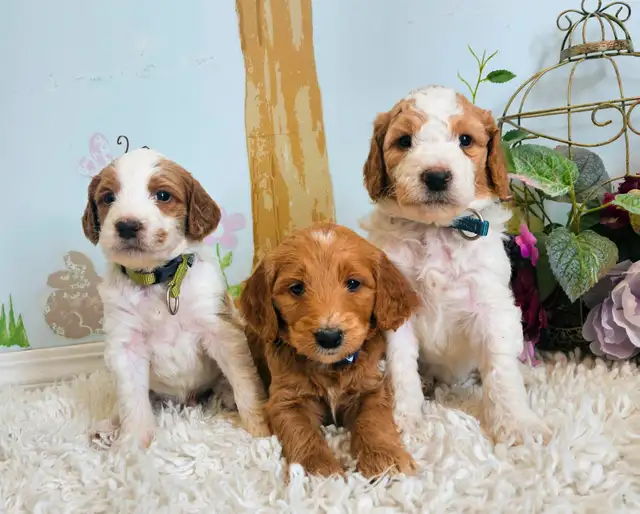 Gorgeous Goldendoodle Puppies! in Dogs & Puppies for Rehoming in Edmonton - Image 2