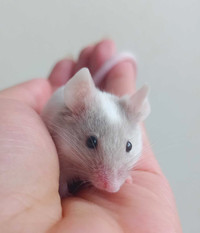 Fancy mouse pet