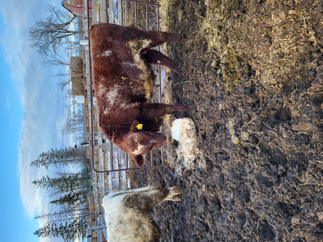 Yearing Shorthorn bull in Livestock in Winnipeg