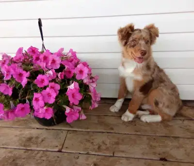 MINIATURE AUSTRALIAN SHEPHERD❤️, View more