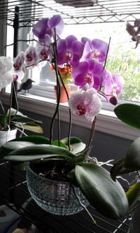 Orchids-2 in 0ne pot