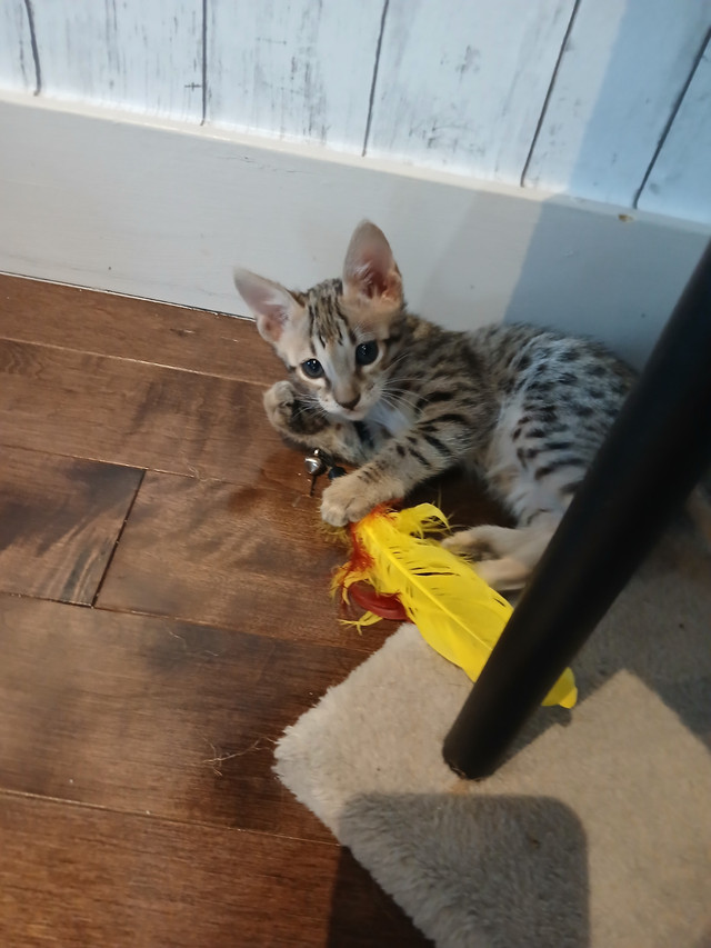 Chaton Savannah F5 SBT dans Chats et chatons à adopter  à Saint-Hyacinthe