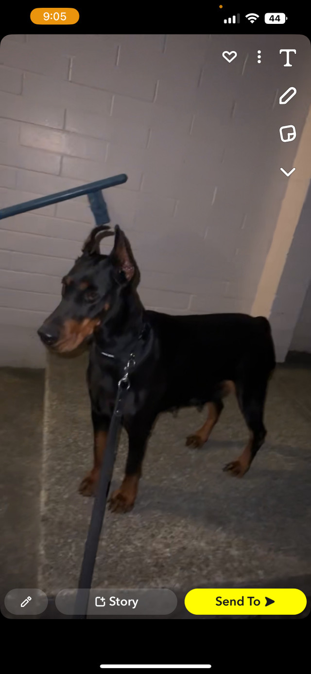 Female Doberman Dogs & Puppies for Rehoming Vancouver Kijiji