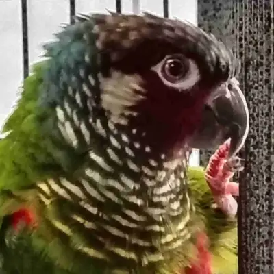 white cheek conure, View more