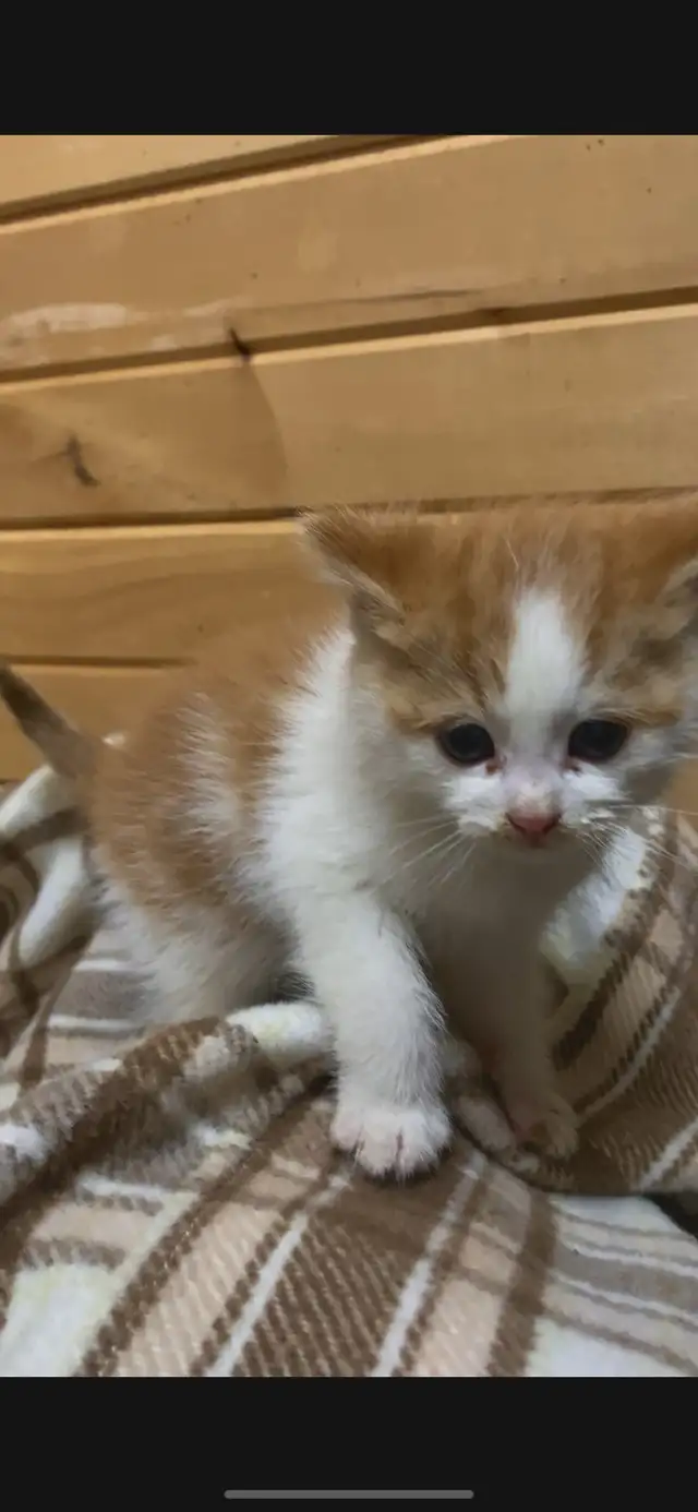 kittens for sale in Cats & Kittens for Rehoming in North Bay - Image 5