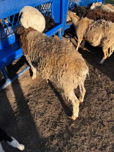2 year old Dorper Ram, View more