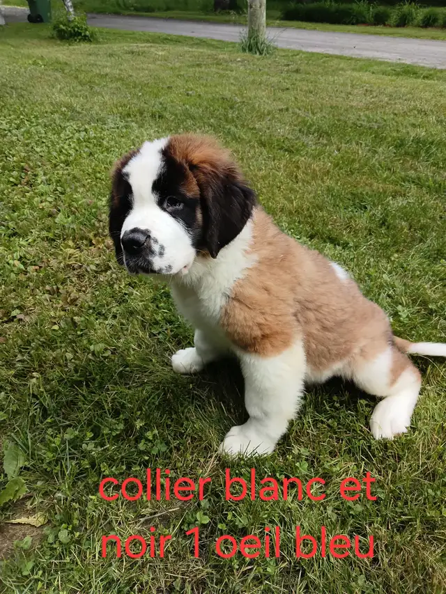 chiot St-Bernard in Dogs & Puppies for Rehoming in Laurentides - Image 2
