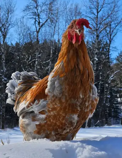 Coqs a donner, View more