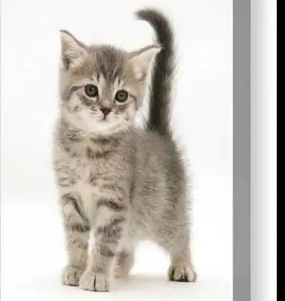 Looking for a female kitten, View more