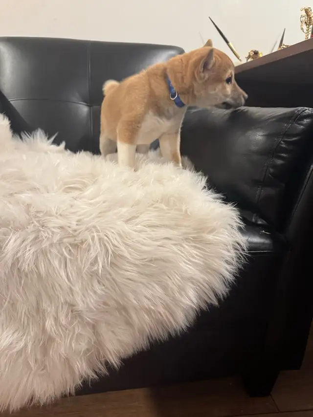 Shiba inu pure race pur bred in Dogs & Puppies for Rehoming in City of Montréal - Image 8