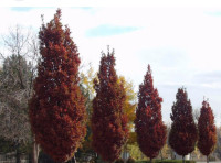 6 Columnar Crimson Spire Oak trees