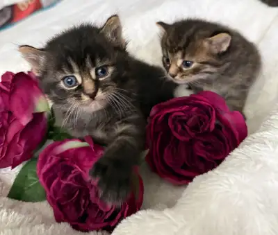 Maine Coon Bengal Mix kittens Healthy & Lively, View more