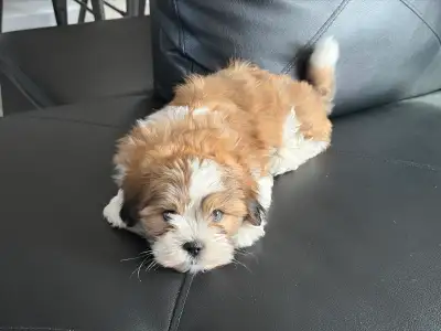 Shitzu Maltese, View more