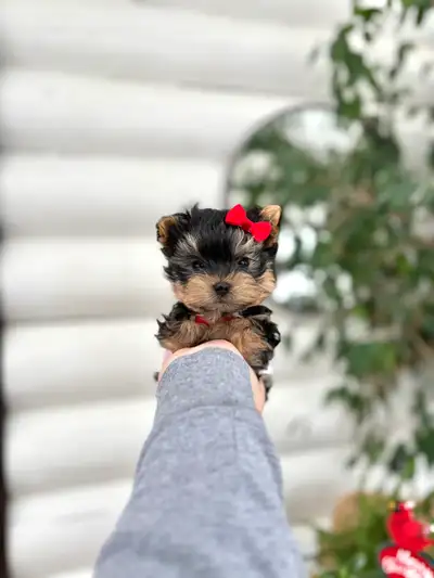 Tiny Yorkie puppies, View more