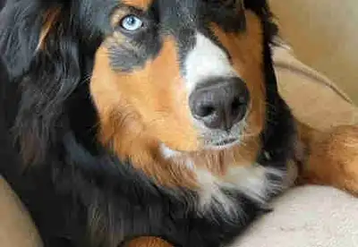 I am rehoming my dog; she's a mixed breed( Bernese mountain dog and husky) with striking heterochrom...