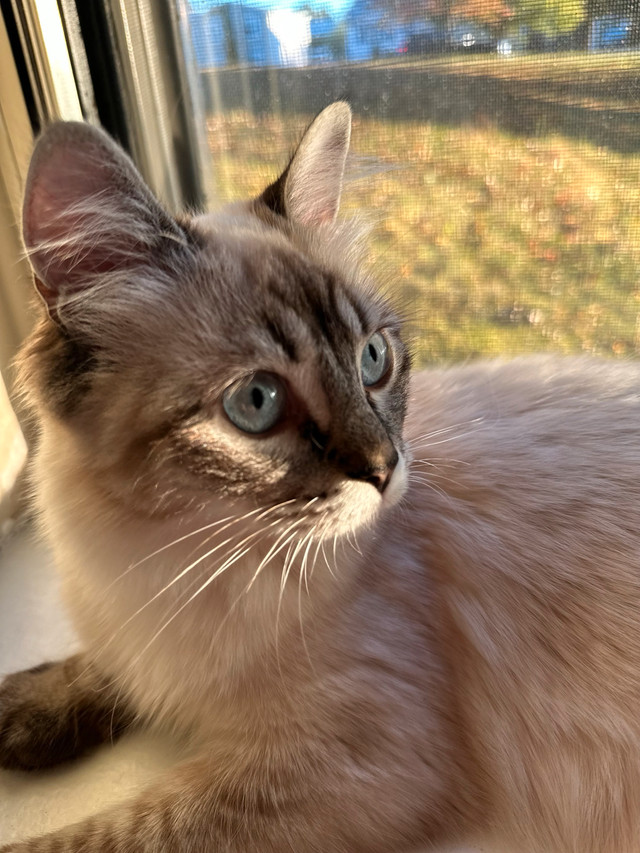 Ragdoll Cats in Cats & Kittens for Rehoming in Fredericton - Image 3