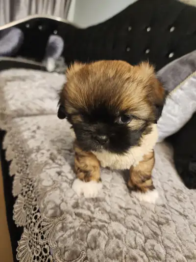 Mixed breed Shitzu and Pekingese, View more