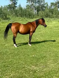 Reg. Polish Arabian mare