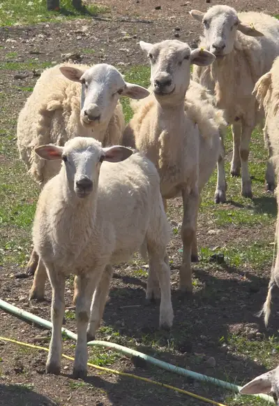 Katahdin lambs, View more