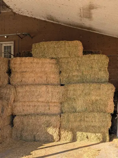 Alfalfa fine new seeding, View more