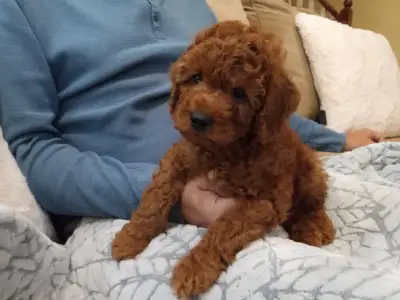 Adorable toy/miniature poodles puppies, View more