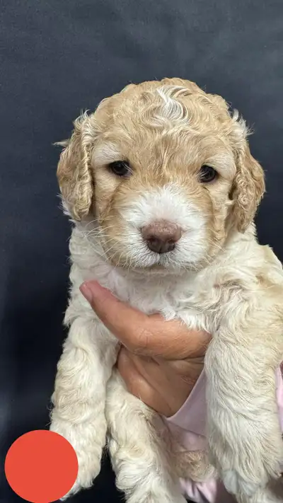 Medium Size Cockapoo, View more
