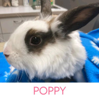 Poppy - Spayed Female