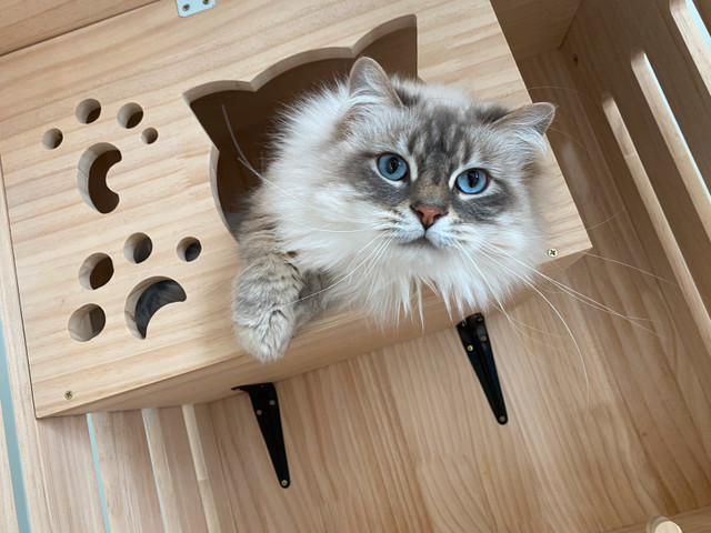 HOME BOARDING, Specialized in Cats($9.99/day) in Animal & Pet Services in Calgary