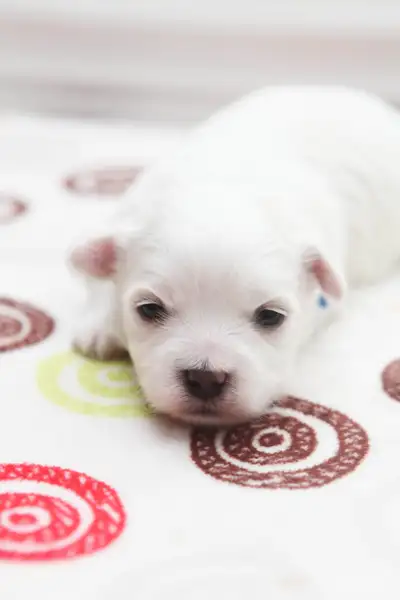 Puppies have arrived! We have 2 boys and 2 girls available for reservation at this time. They will b...