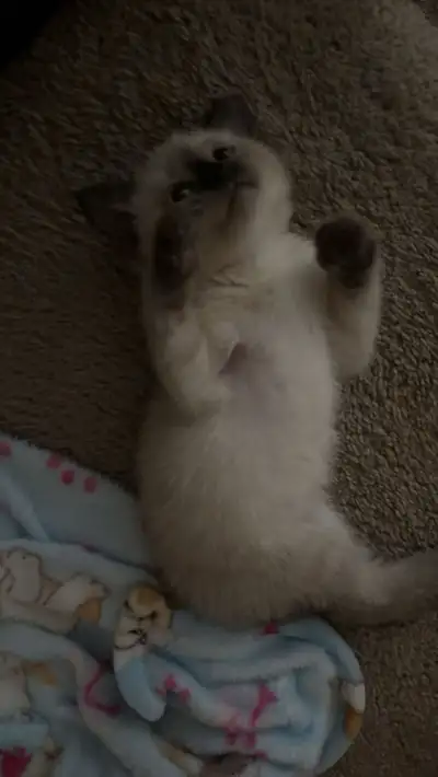 Siamese Kitten for sale, View more