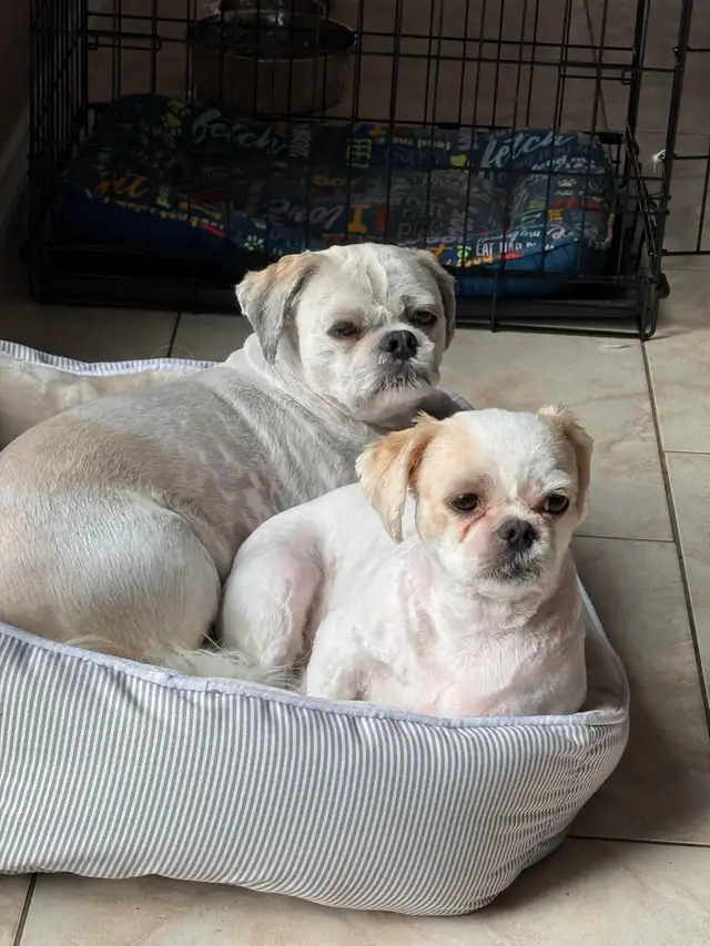 Shih tzu puppies  expected on February 5 in Dogs & Puppies for Rehoming in Norfolk County - Image 6