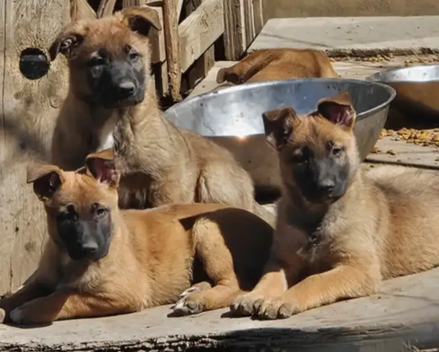 REDUCED PRICE Belgian Malinois one male and slight older female in Dogs & Puppies for Rehoming in Oshawa / Durham Region - Image 4