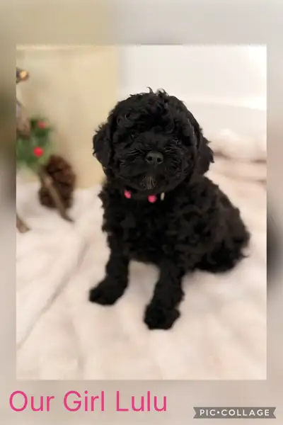 Sweet little Yorkiepoos/ poodle/ yorkie ✨❤️, View more