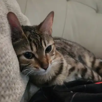 Bengal Kitten Female 8months old cross with Snow Bengal, View more