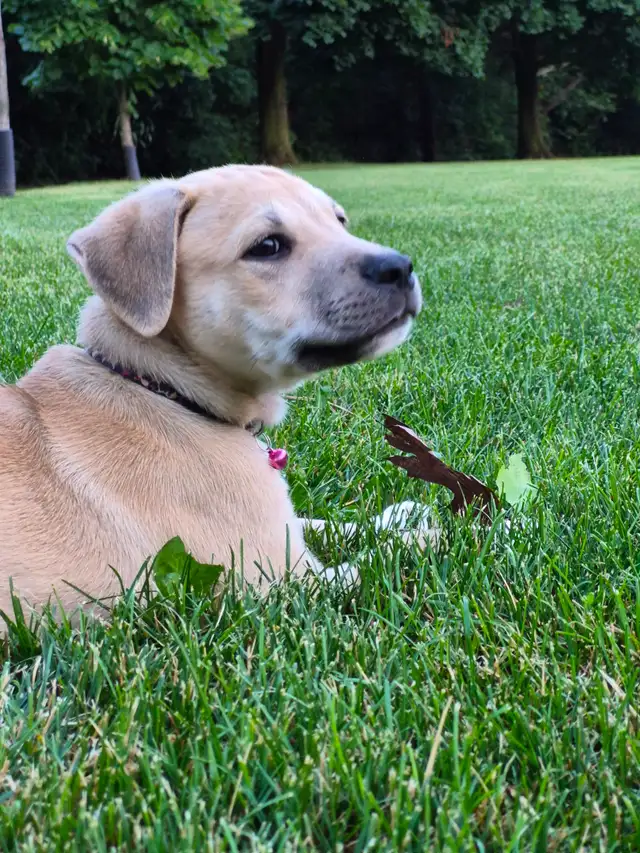 Adorable 9–10 Week Old Male Boxer/Rottweiler Mix Puppy in Dogs & Puppies for Rehoming in Oakville / Halton Region - Image 4